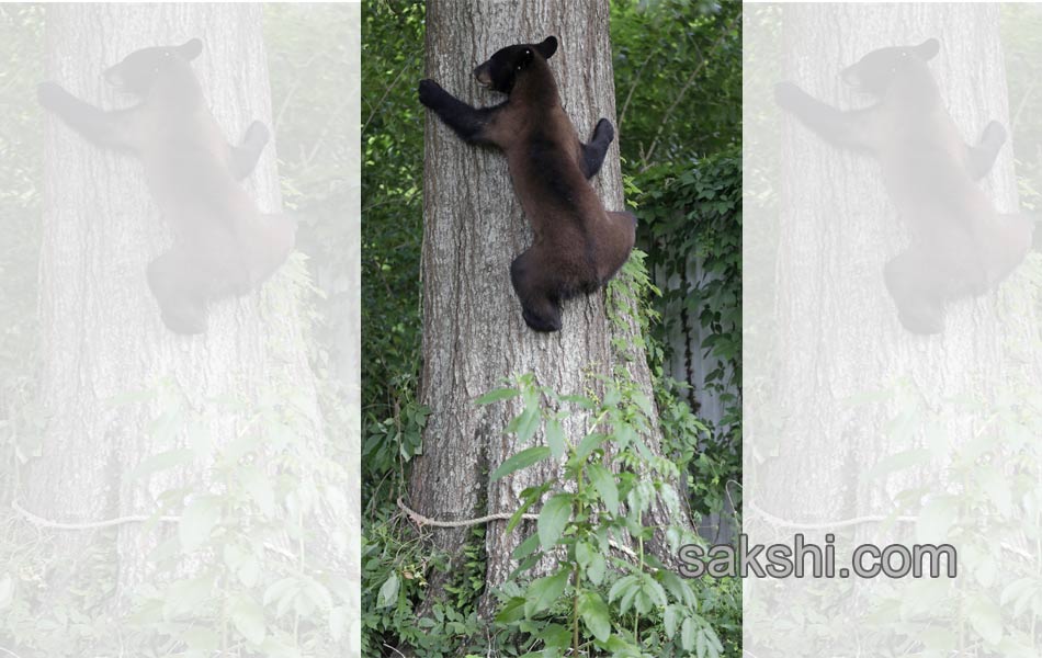 black bear3