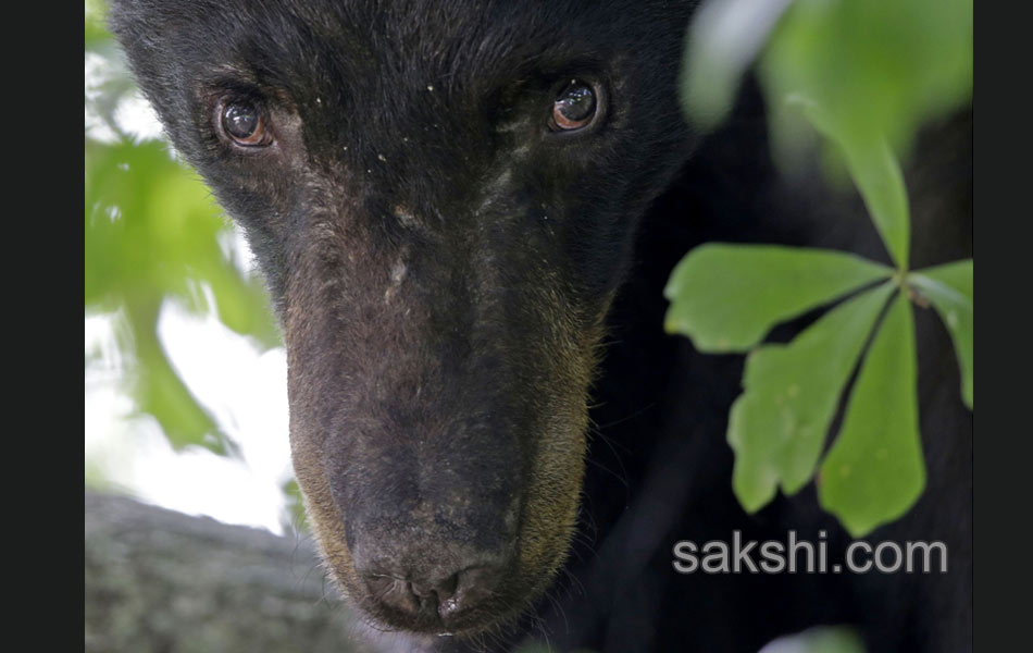 black bear6