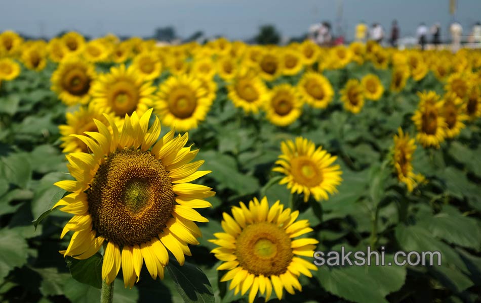 SUNFLOWERS3