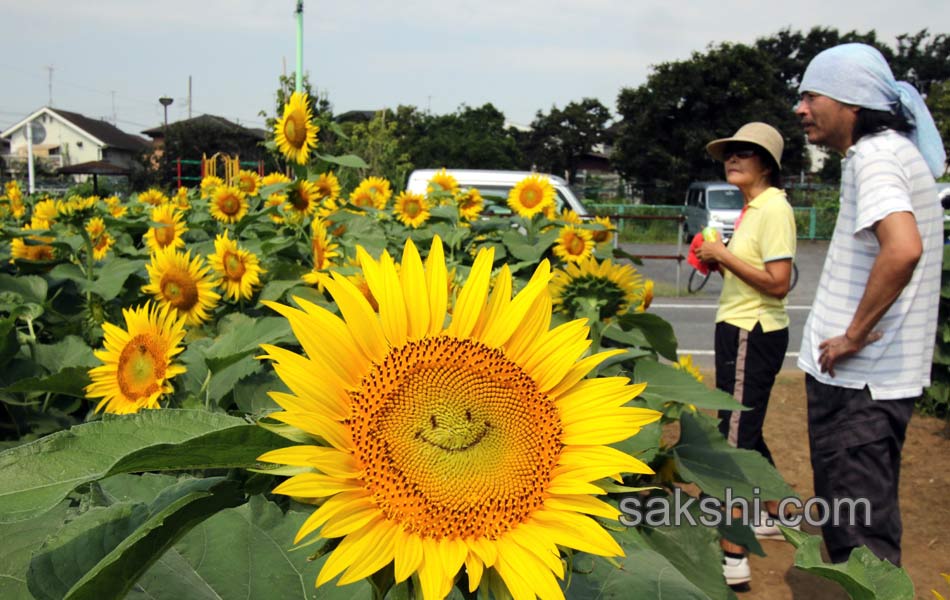 SUNFLOWERS4