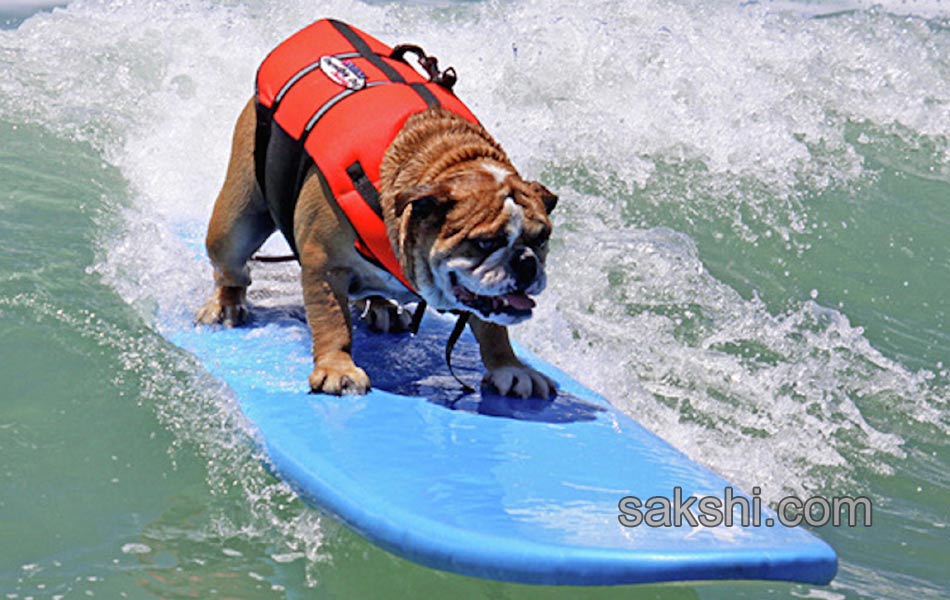 surfing bulldog - Sakshi5