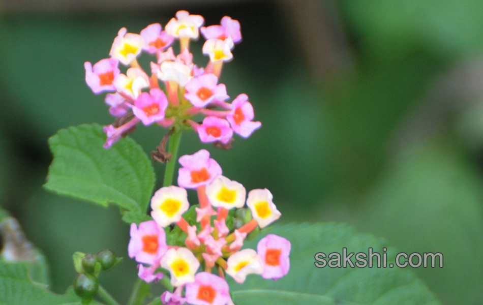 Beautiful flowers in garden1