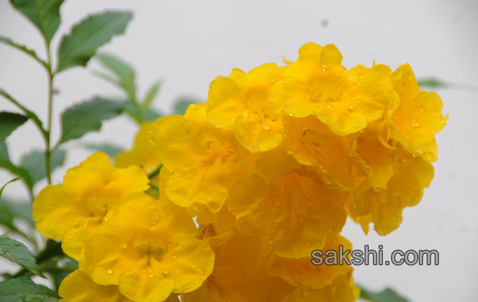 Beautiful flowers in garden2