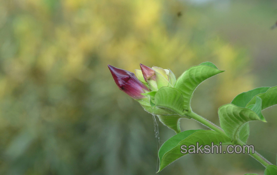 Beautiful flowers in garden3