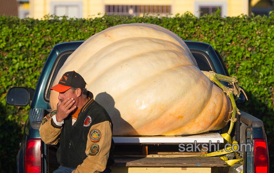 pumpkin weighing4