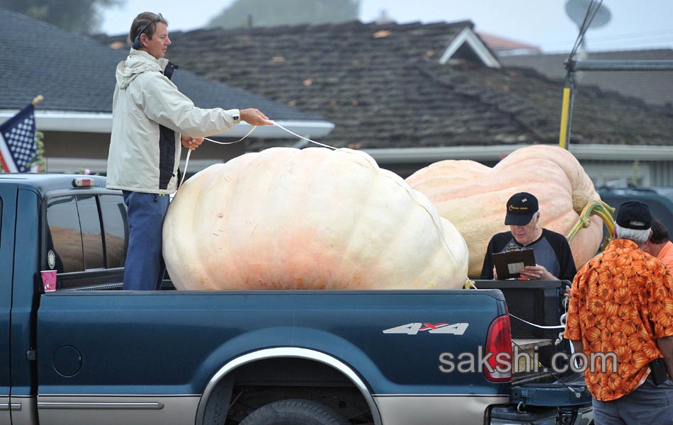 pumpkin weighing6