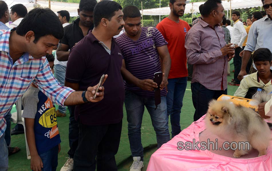 Dogs Show in hyderabad - Sakshi7