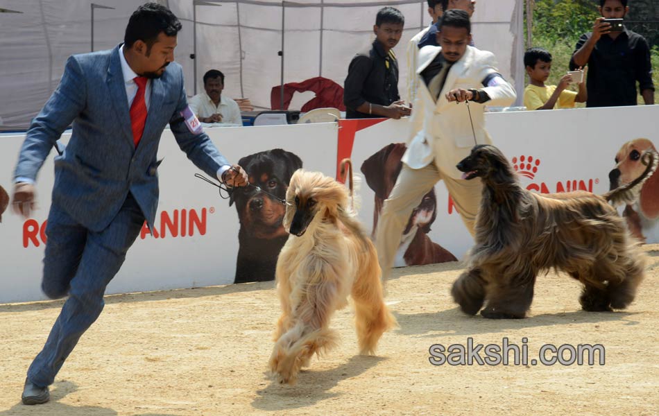 Dogs Show in hyderabad - Sakshi12