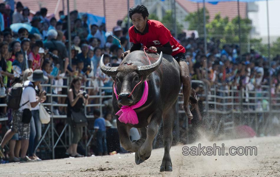 THAILAND CULTURE ANIMAL10