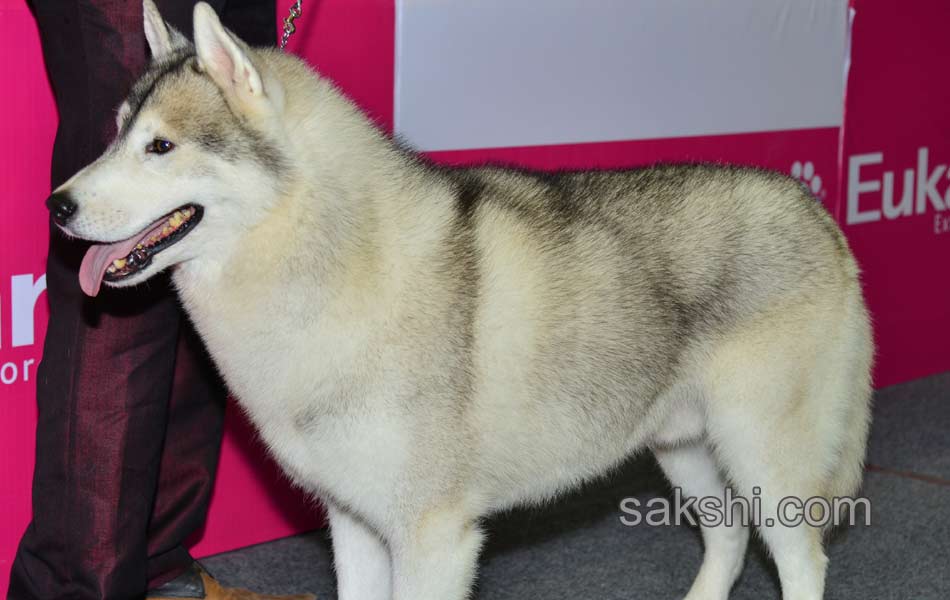 Cute Dog Show - Sakshi17