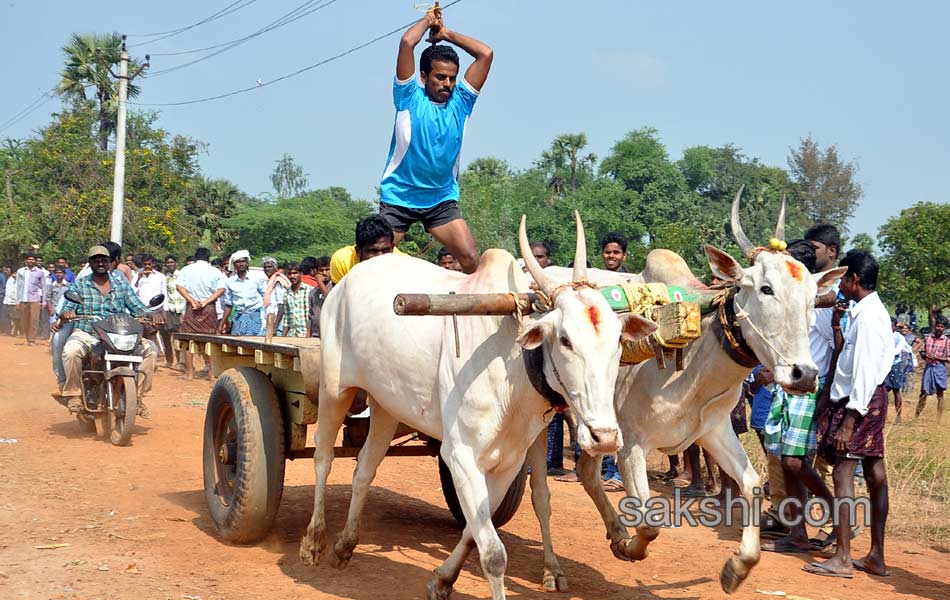 Bulls being competition at Kovur8