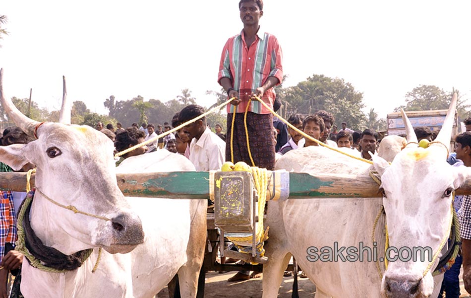 Bulls being competition at Kovur13