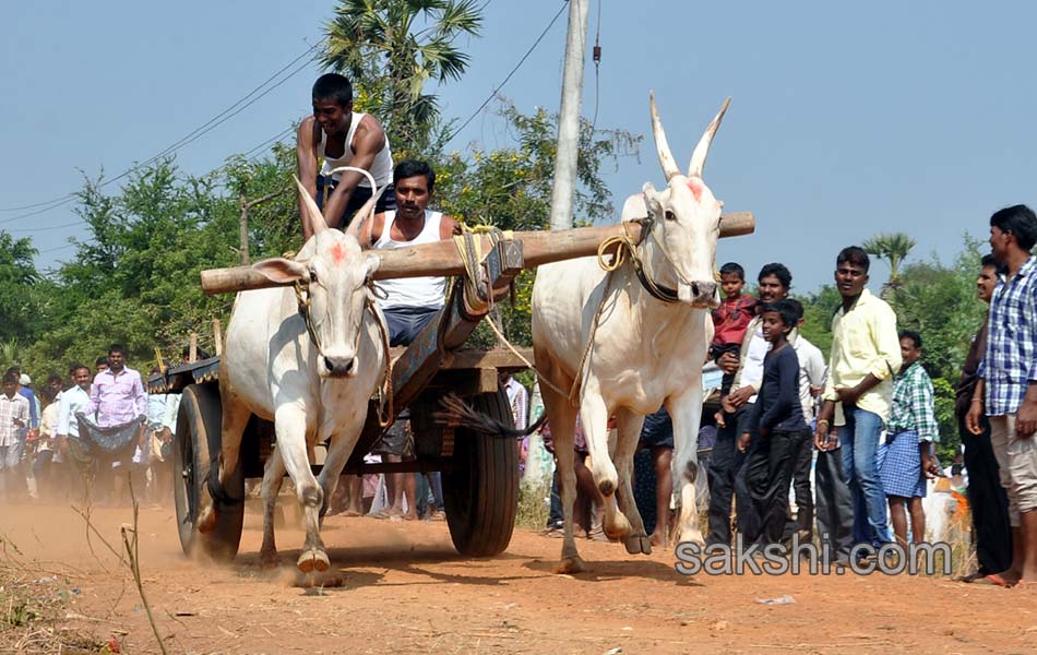 Bulls being competition at Kovur15