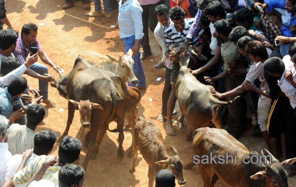 Jallikattu14