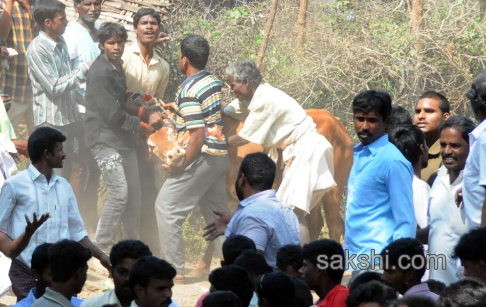 Jallikattu20