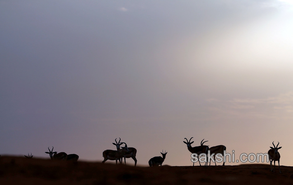 deers in desert9