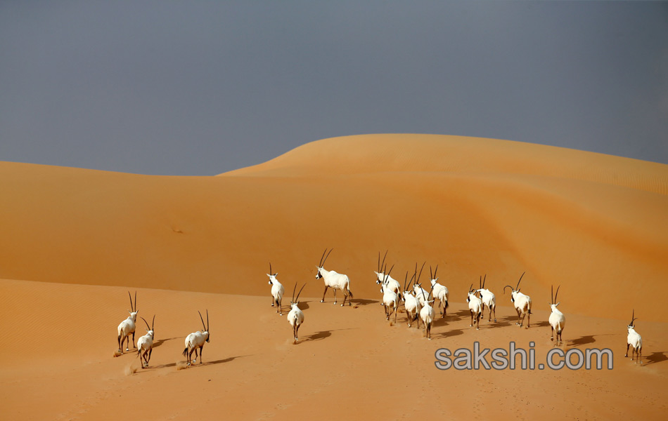 deers in desert12