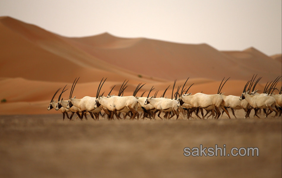 deers in desert15