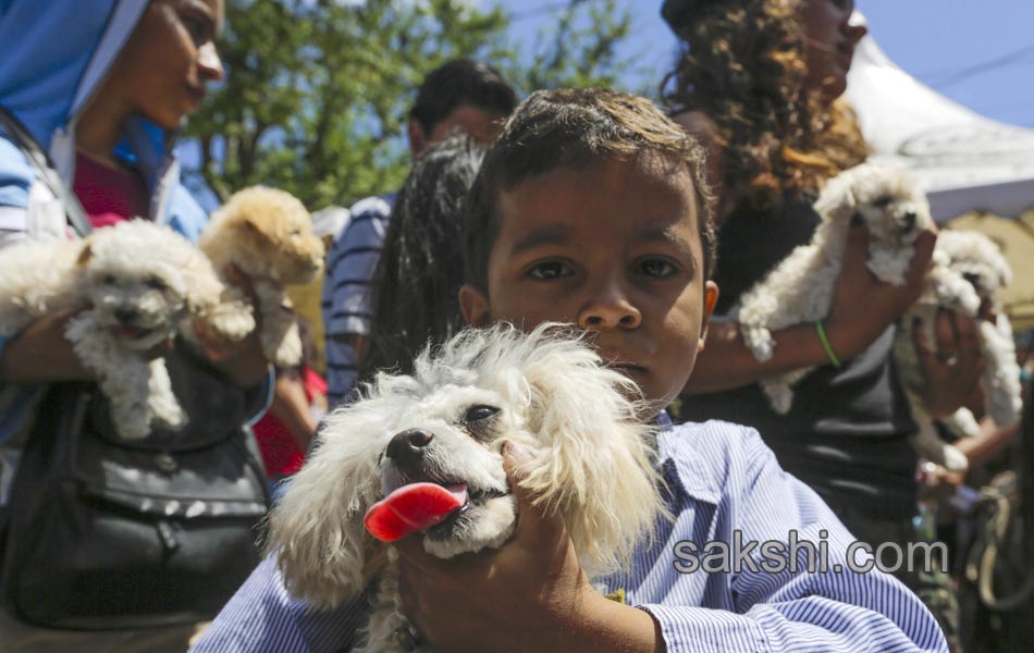 dog pulling a cart during the Saint Lazarus festival - Sakshi5