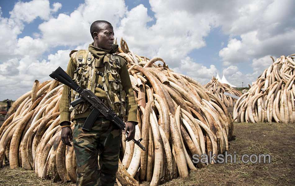 Kenya Burns Elephant Ivory Worth 105 Million to Defy Poachers6