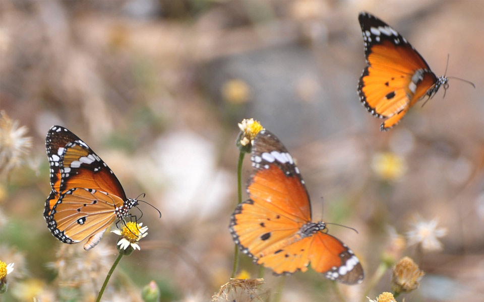 beautiful butterflies - Sakshi2