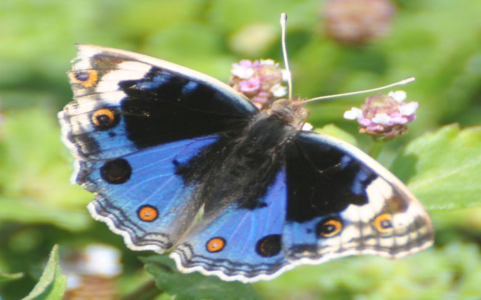 beautiful butterflies - Sakshi10