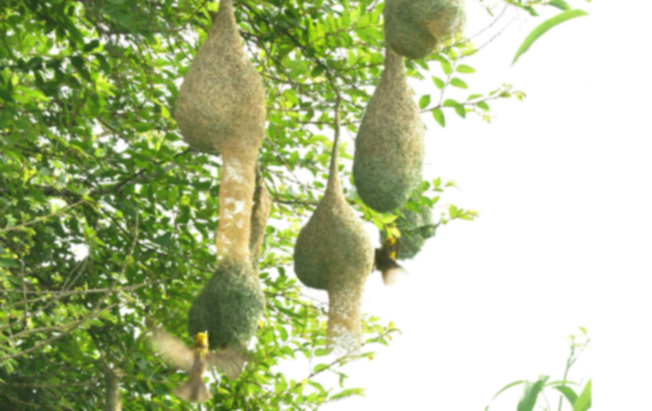 Grosbeak skills in nest construction7