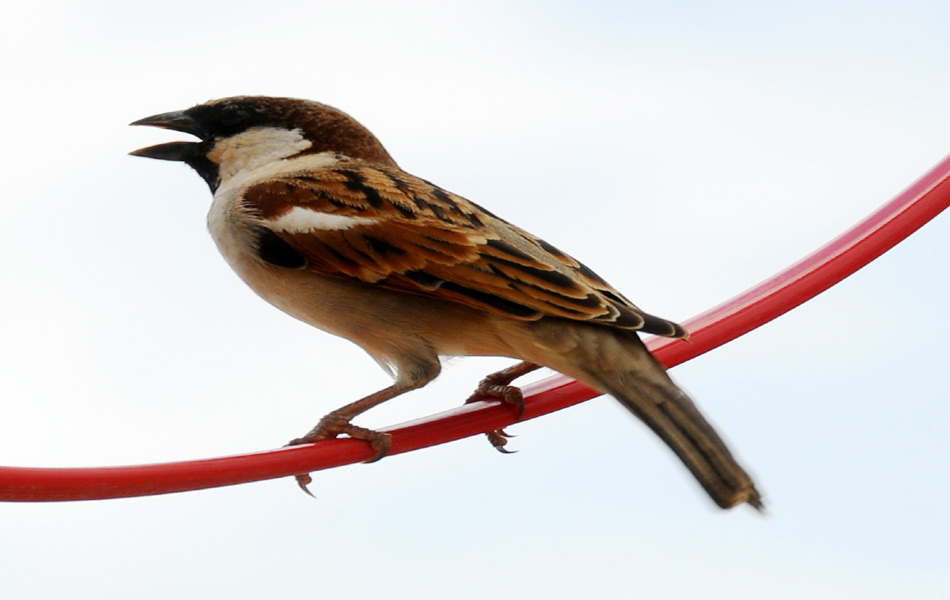 birds festival - Sakshi4