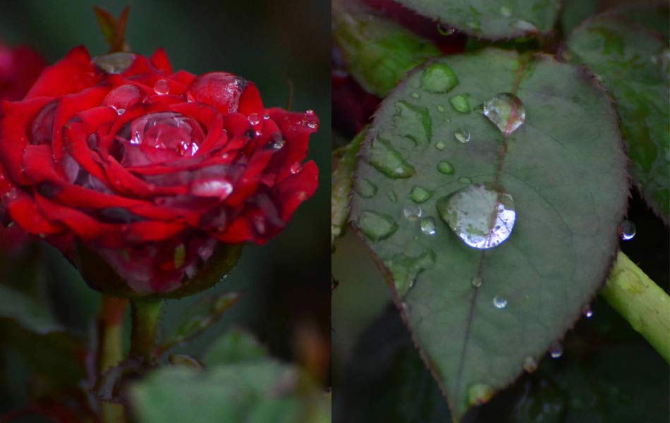 rain and flower2