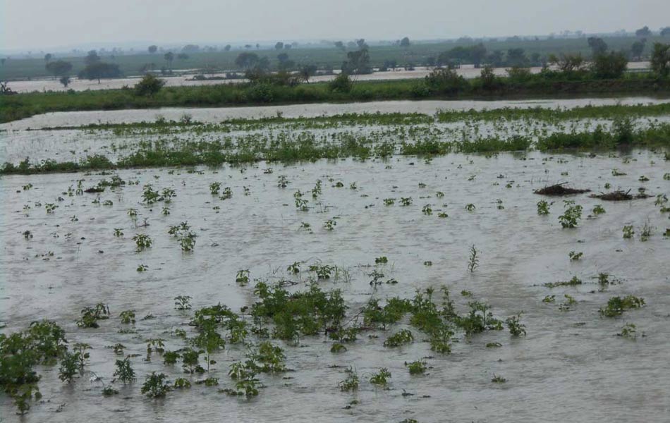 heavy rains in guntur district - Sakshi9