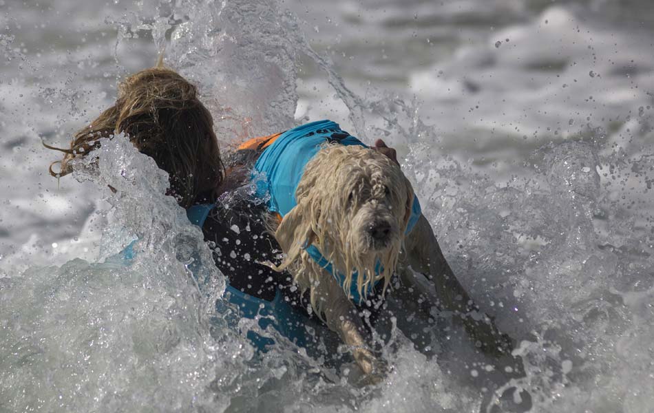 Surf Dog event - Sakshi9