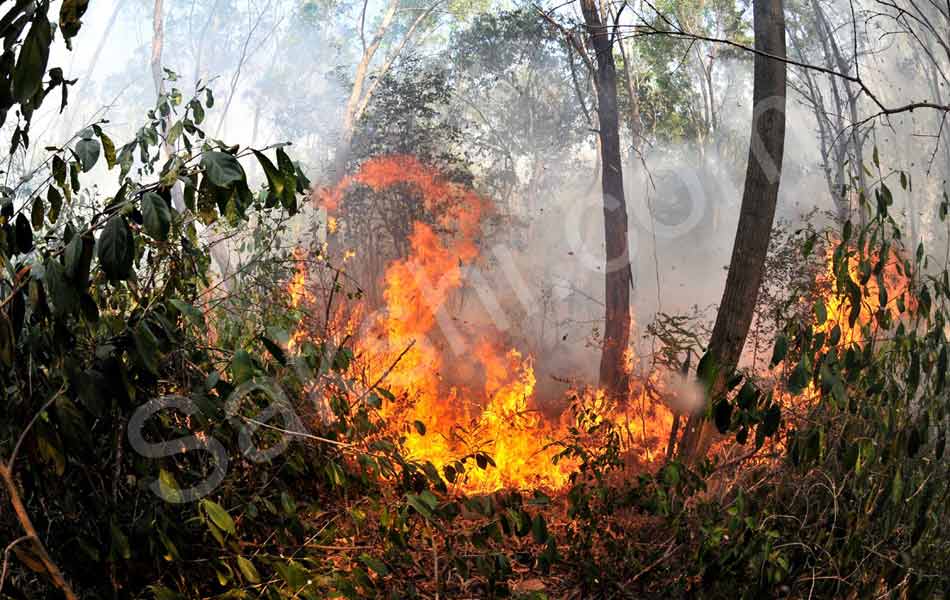 fire accident at tirumala seshachalam forest - Sakshi1