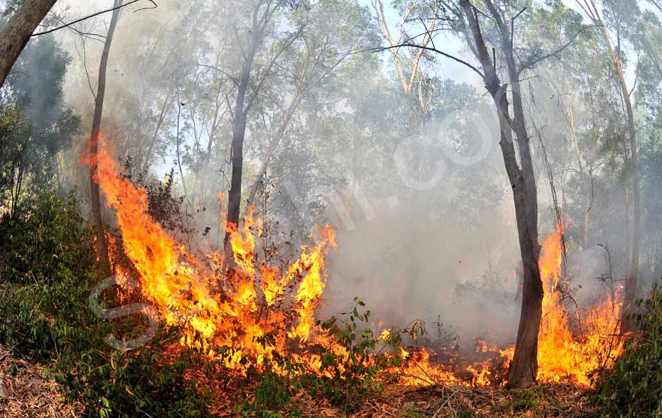 fire accident at tirumala seshachalam forest - Sakshi2