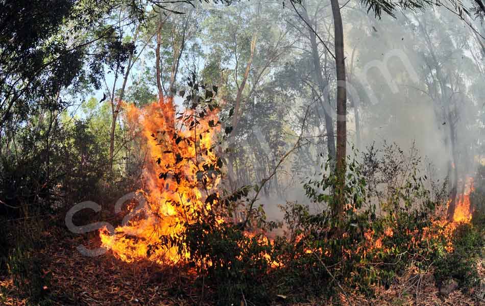 fire accident at tirumala seshachalam forest - Sakshi5