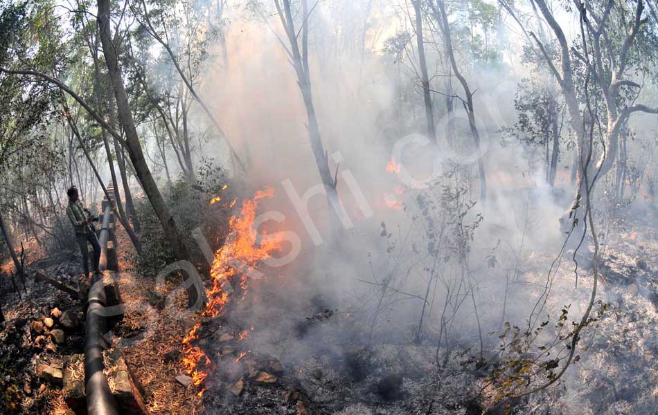 fire accident at tirumala seshachalam forest - Sakshi8