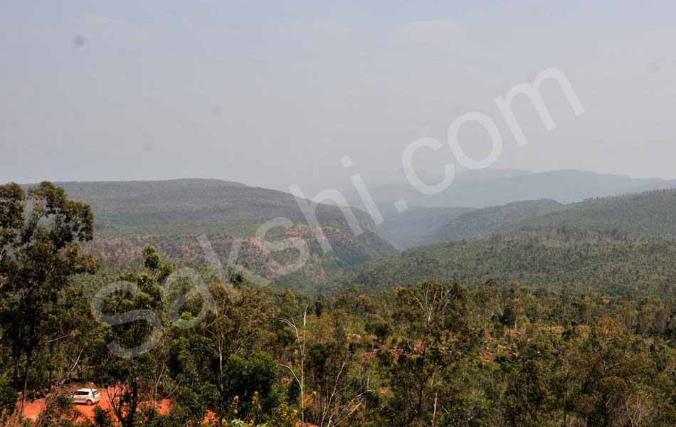 fire accident at tirumala seshachalam forest - Sakshi12