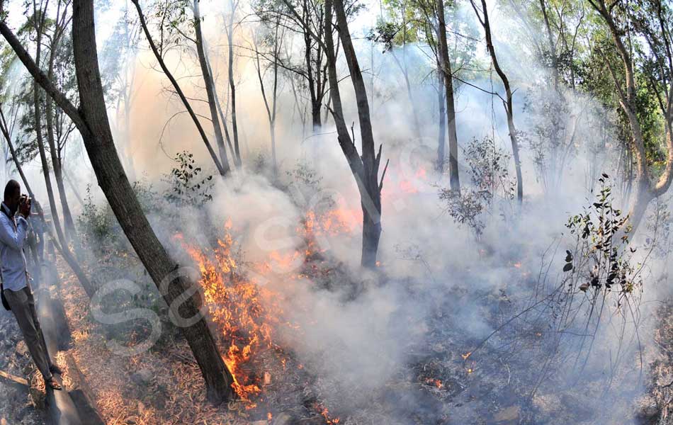 fire accident at tirumala seshachalam forest - Sakshi15