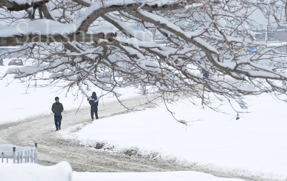 snow laden trees in Kabul14