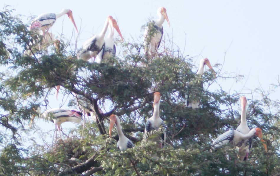 foreign birds in allagadda4