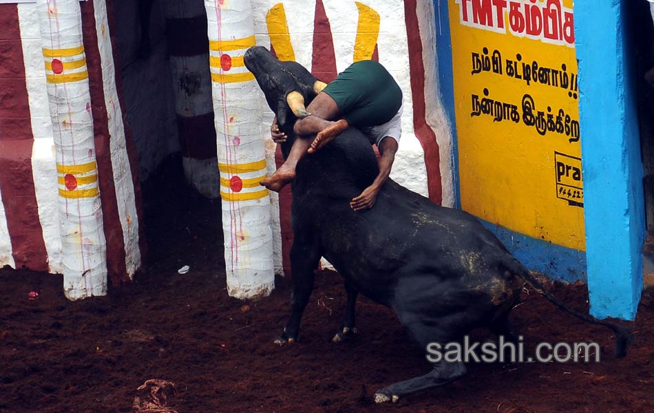 2014 Alanganallur Jallikattu - Sakshi3