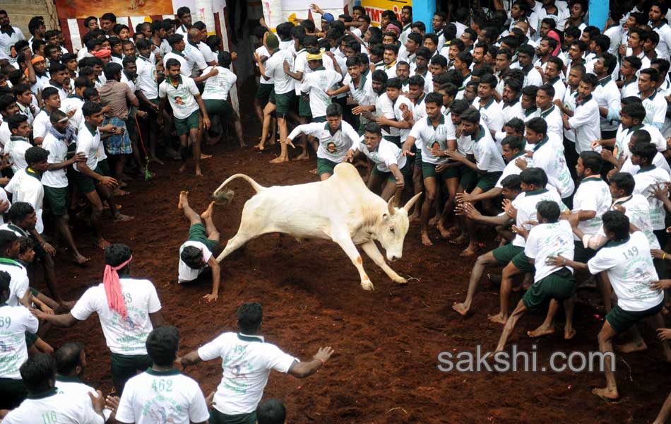 2014 Alanganallur Jallikattu - Sakshi8