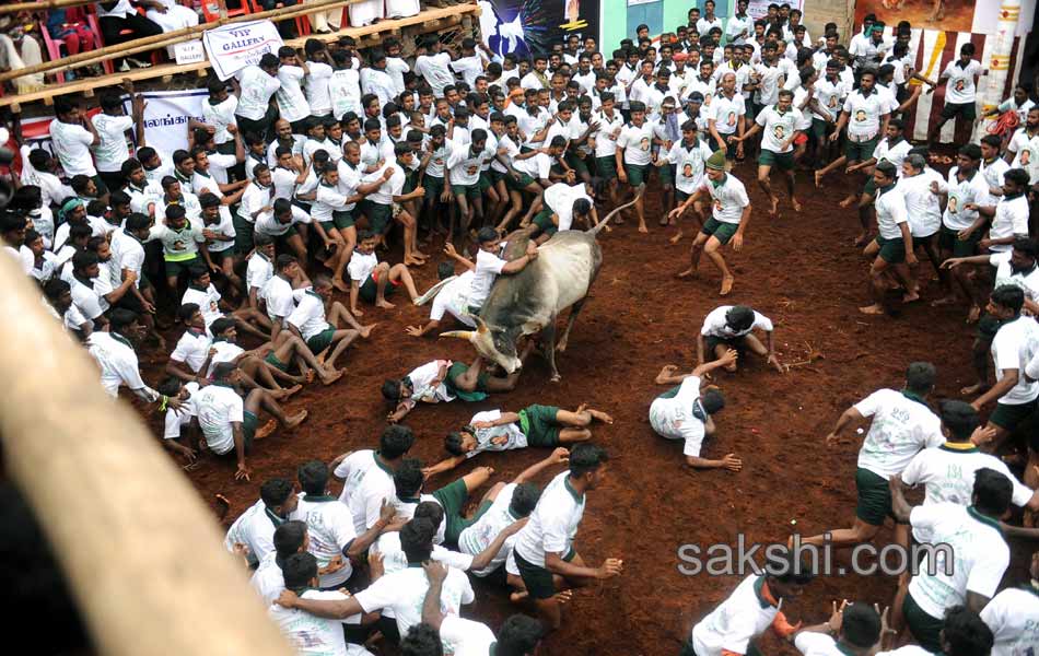 2014 Alanganallur Jallikattu - Sakshi9