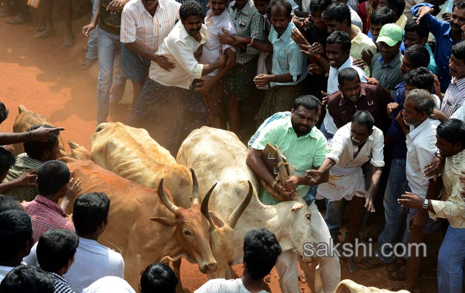 2014 Alanganallur Jallikattu - Sakshi23