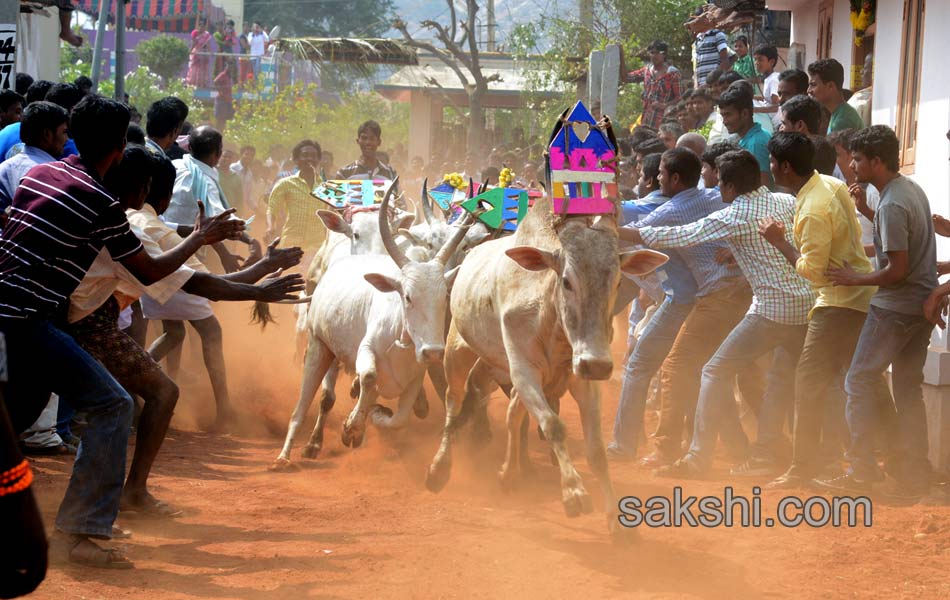 2014 Alanganallur Jallikattu - Sakshi42