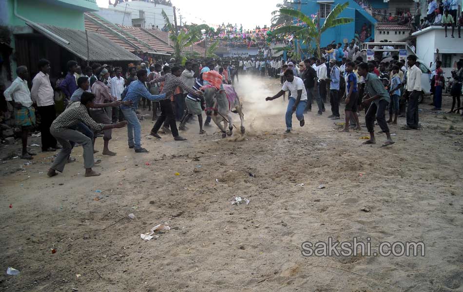 2014 Alanganallur Jallikattu - Sakshi58