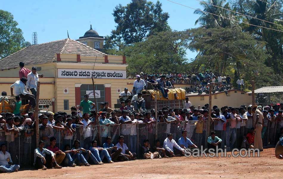 sheep fight in karnataka3