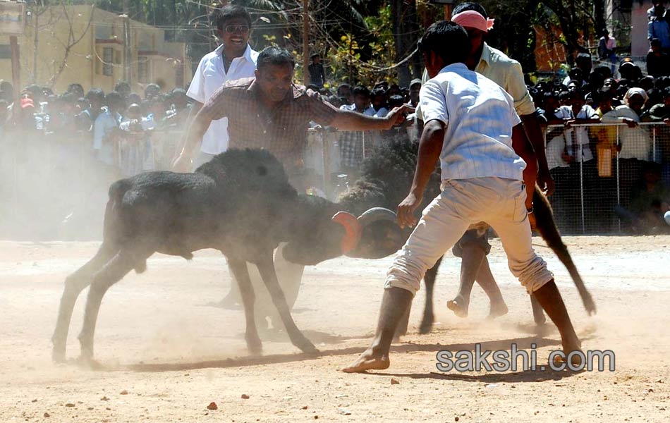 sheep fight in karnataka6