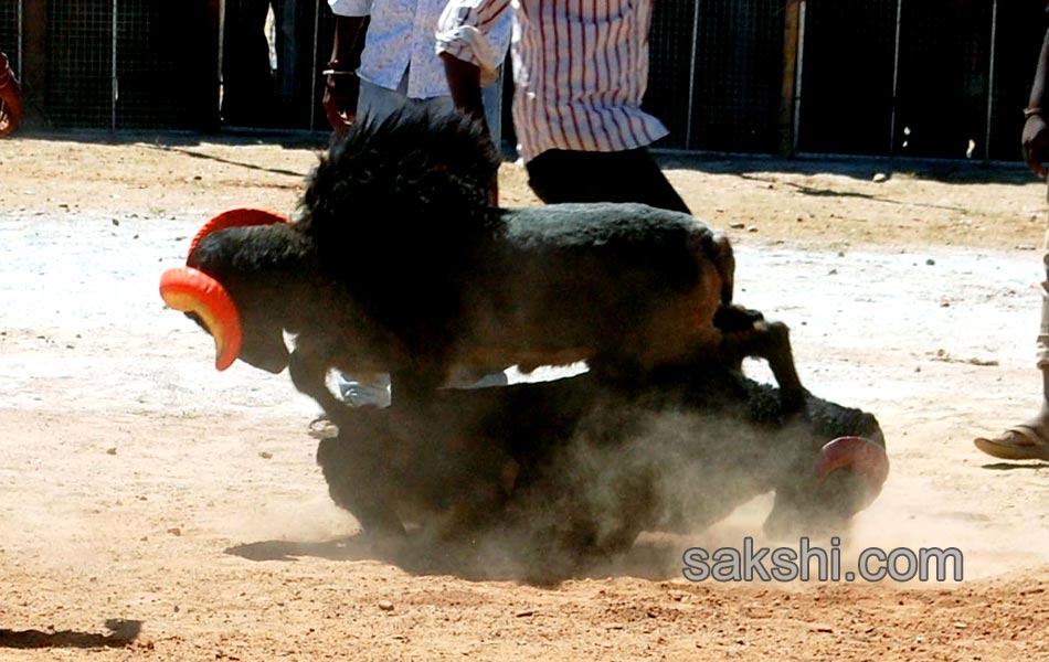 sheep fight in karnataka8