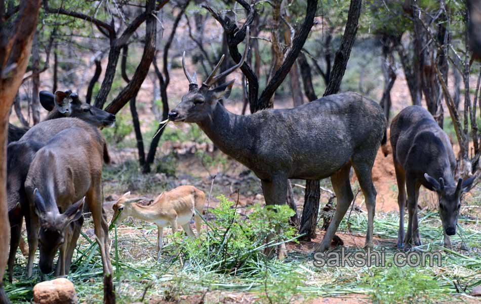 The park is the second largest zoo in Asia23