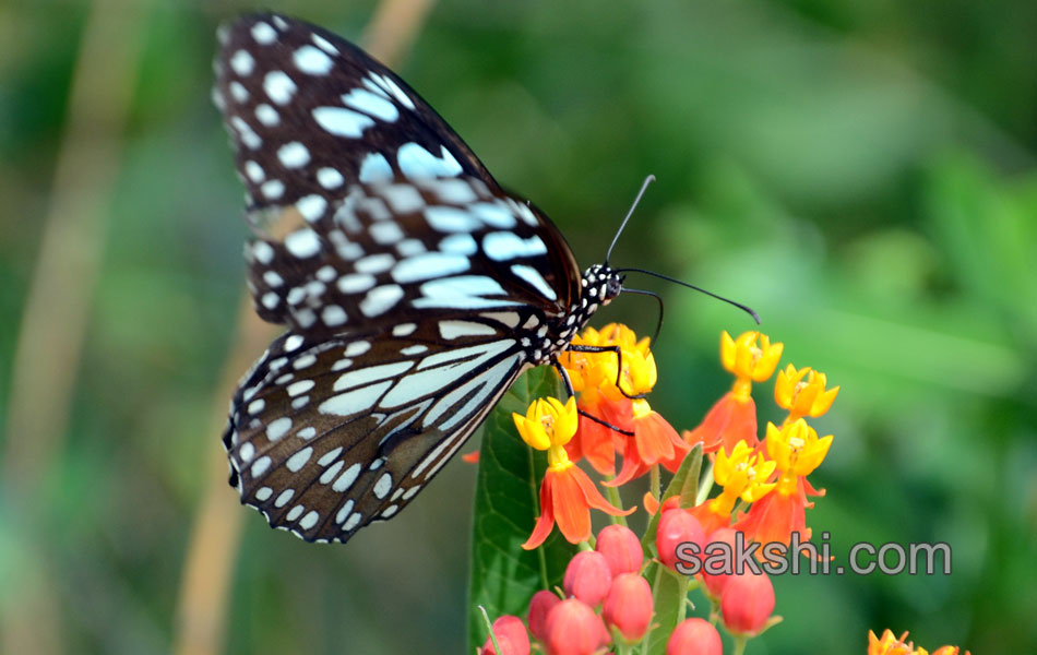 The park is the second largest zoo in Asia26